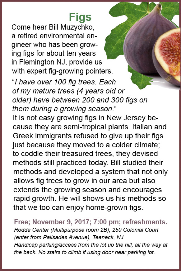 figs